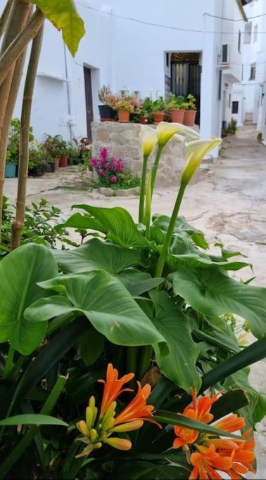 Casa Francisca En El Casco Antiguo Villa เวเฮร์ เด ลา ฟรอนเตรา ภายนอก รูปภาพ